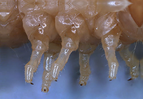 Oedemeridae Nacerdes melanura larva, legs