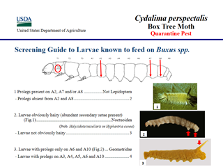 Cydalima perspectalis: Screening Guide to Larvae Known to Feed on Buxus spp.