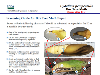 <em>Cydalima perspectalis</em>: Screening Guide for Box Tree Moth Pupae