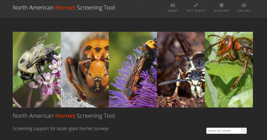 hornet tool home page