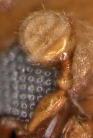             Coptoborus pseudotenuis , club   