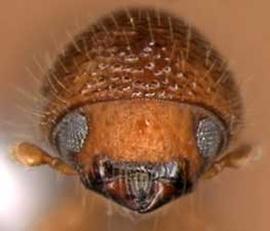             Coptoborus pseudotenuis , anterior view   