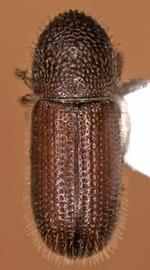             Dendroterus texanus , dorsal view   