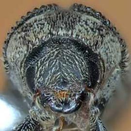             Hylesinus criddlei , anterior view   