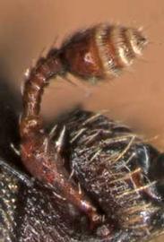            Hylurgops pinifex , club   