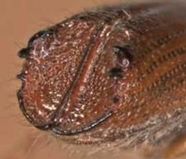             Ips pini  (pine engraver), posterior view   (declivity)   