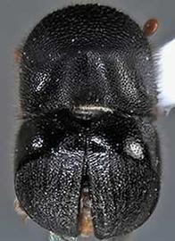             Cnestus mutilatus , dorsal view   