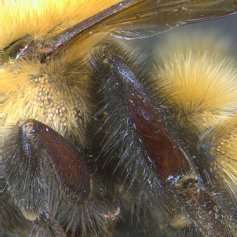 Kuzina phoretic deutonymphs on bumblebee Bombus affinis