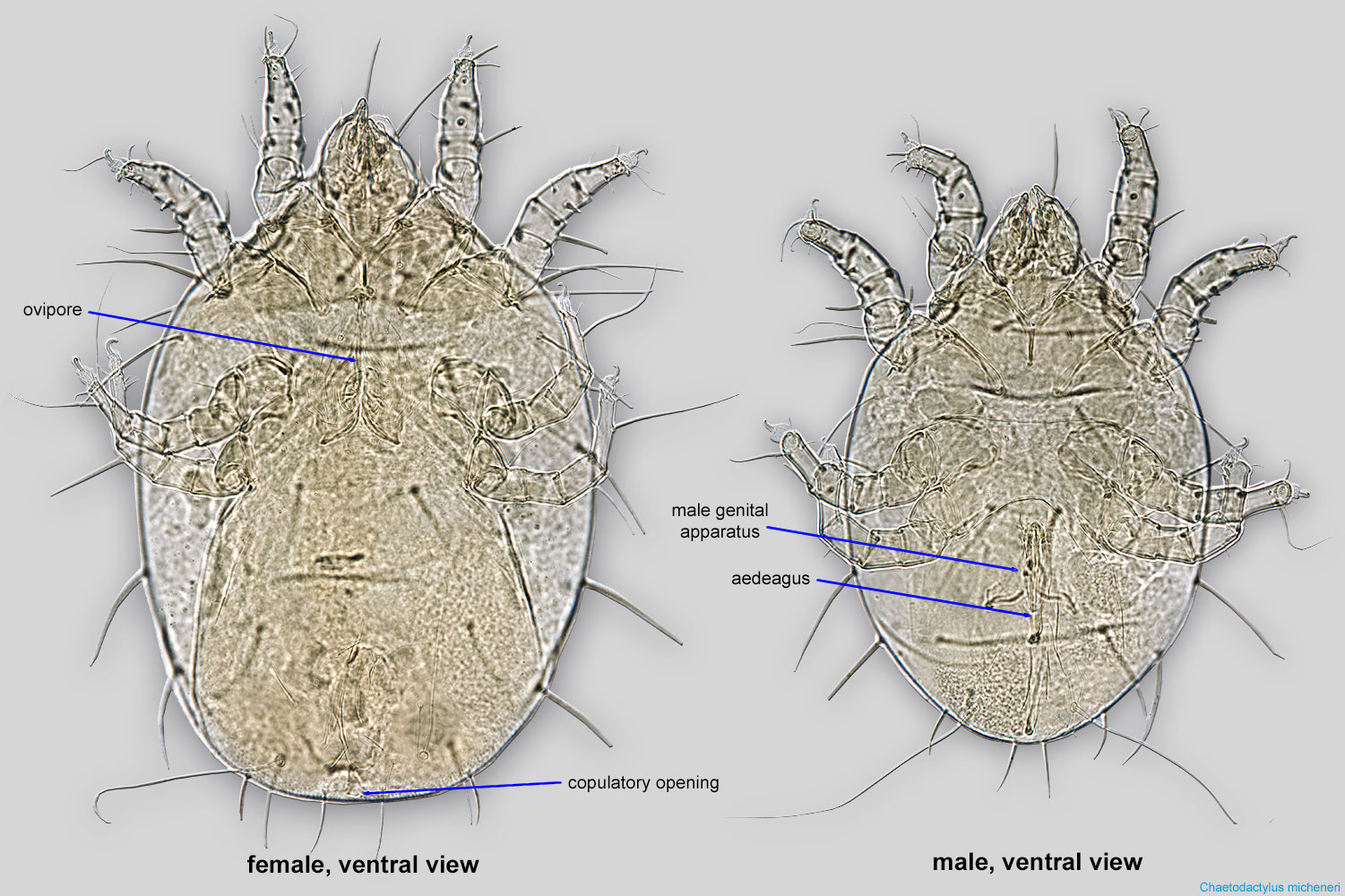 Fig. 5 Astigmata