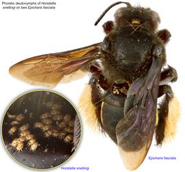  Fig. 13. Phoretic deutonymphs of  Horstiella snellingi  on bee  Epicharis fasciata;  photo by Lindsey Seastone amp; Laura Hartmann, ITP. 