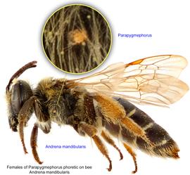  Fig. 12. Females of  Parapygmephorus  phoretic on bee  Andrena mandibularis ; photo by Lindsey Seastone amp; Laura Hartmann, ITP. 