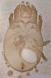  Fig. 11.  Cerophagopsis trigona  paratype female, dorsal view. 