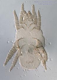  Fig. 11.  Medeus vesparius  paratype male, ventral view. 
