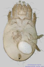  Fig. 12.  Cerophagopsis trigona  paratype female, ventral view. 