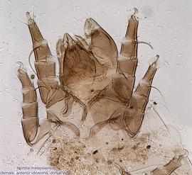  Fig. 12.  Horstia malaysiensis  female anterior idiosoma, dorsal view. 