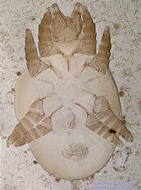  Fig. 13.  Cerophagopsis trigona  paratype male, dorsal view. 