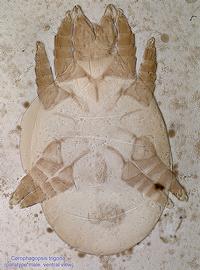  Fig. 14.  Cerophagopsis trigona  paratype male, ventral view. 