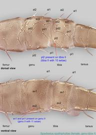  Fig. 14.  Spadiseius spathiphyllae  paratype female genu and tibia II. 