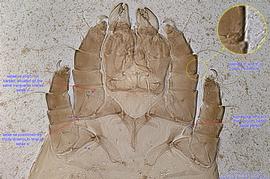  Fig. 15.  Cerophagopsis trigona  paratype female prodorsum. 