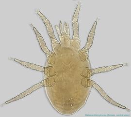  Fig. 2.  Hattena rhizophorae  female, ventral view. 