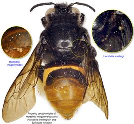  Fig. 14. Phoretic deutonymphs of  Horstiella megamyzidos  under tergite 2 (T2) and  Horstiella snellingi  on bee  Epicharis lunulata;  photo by Lindsey Seastone amp; Laura Hartmann, ITP. 