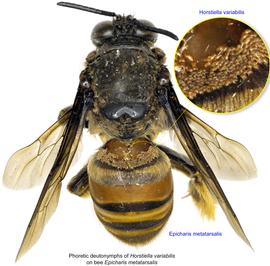  Fig. 15. Phoretic deutonymphs of  Horstiella variabilis  on bee  Epicharis metatarsalis;  photo by Lindsey Seastone amp; Laura Hartmann, ITP. 