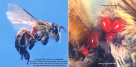 Fig. 3. Larvae of mite  Leptus  sp. parasitizing a worker of Africanized honey bee  Apis mellifera scutellata . Brazil, Satilde;o Paulo; photo copy; Erica W. Teixeira, Universidade Federal de Viccedil;osa. 