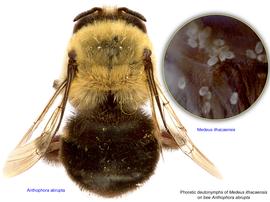  Fig. 17. Phoretic deutonymphs of  Medeus ithacaensis  on bee  Anthophora abrupta;  photo by Lindsey Seastone amp; Laura Hartmann, ITP. 
