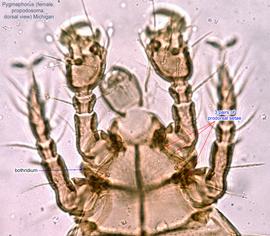  Fig. 3.  Pygmephorus  sp. (MI) female propodosoma, dorsal view. 