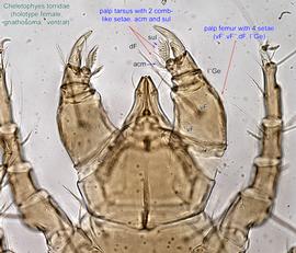  Fig. 4.  Cheletophyes torridae  holotype female gnathosoma, ventral view. 