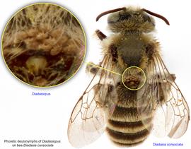  Fig. 7. Phoretic deutonymphs of  Diadasiopus  on bee  Diadasia consociata;  photo by Lindsey Seastone amp; Laura Hartmann, ITP. 