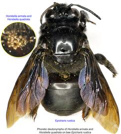  Fig. 16. Phoretic deutonymphs of  Horstiella armata  and  Horstiella quadrata  (mixed cluster) on bee  Epicharis rustica;  photo by Lindsey Seastone amp; Laura Hartmann, ITP. 