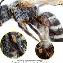 Fig. 6. Bee  Halictus frontalis  (lateral view) with phoretic females of  Parapygmephorus  (blue arrows) and phoretic deutonymphs of  Anoetus  (red arrows); photo by Lindsey Seastone amp; Laura Hartmann, ITP. 