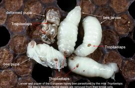  Fig. 4. Larvae and pupae of the European honey bee ( Apis mellifera ) parasitized by the mite  Tropilaelaps  (females) ;  the beersquo;s developmental stages are removed from their brood cells to show mites; photo copy; CSIRO Science Image 7018. 
