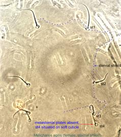  Fig. 5.  Melichares agilis  female sternal shield. 