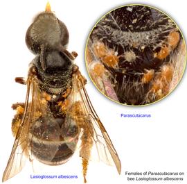  Fig. 5. Females of mite  Parascutacarus  phoretic on bee  Lasioglossum albescens;  photo by Lindsey Seastone amp; Laura Hartmann, ITP. 