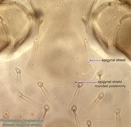  Fig. 5.  Proctolaelaps   longisetosus  female epigynal shield, posterior end. 