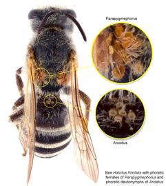  Fig. 7. Bee  Halictus frontalis  (dorsal view) with phoretic females of  Parapygmephorus  and phoretic deutonymphs of  Anoetus ; photo by Lindsey Seastone amp; Laura Hartmann, ITP. 