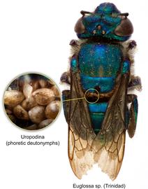  Fig. 5. Uropodina phoretic deutonymphs on bee  Euglossa  sp. from Trinidad; photo by Lindsey Seastone amp; Laura Hartmann, ITP.
