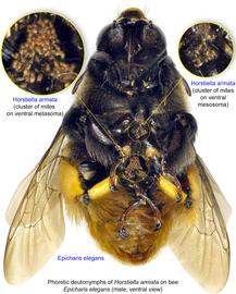  Fig. 18. Phoretic deutonymphs of  Horstiella armata  on bee  Epicharis elegans  male, ventral view; photo by Lindsey Seastone amp; Laura Hartmann, ITP. 