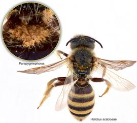  Fig. 8. Bee  Halictus scabiosae  with phoretic females of  Parapygmephorus;  photo by Lindsey Seastone amp; Laura Hartmann, ITP. 