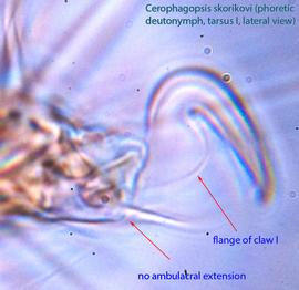  Fig. 7.  Cerophagopsis skorikovi  phoretic deutonymph empodial claw on tarsus I, lateral view; empodial claw referred to as claw for simplicity; phase contrast. 