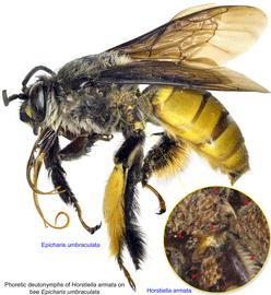  Fig. 19. Phoretic deutonymphs of  Horstiella armata  on bee  Epicharis umbraculata  male; photo by Lindsey Seastone amp; Laura Hartmann, ITP. 