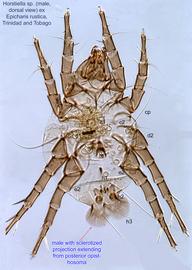  Fig. 7.  Horstiella  sp. (ex  Epicharis rustica , Trinidad and Tobago) male, dorsal view. 