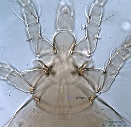  Fig. 7.  Kerdabania  female gnathosoma and propodosoma, optical section showing pharynx. 
