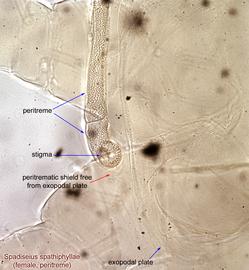  Fig. 7.  Spadiseius spathiphyllae  paratype female peritreme. 