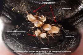  Fig. 8.  Dinogamasus  female mites around the entrance of the mesosomal acarinarium of  Xylocopa  aff.  combusta;  photo copy; Nicolas Vereecken, Universiteacute; Libre de Bruxelles. 