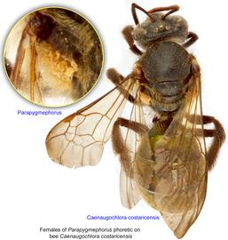  Fig. 11. Females of  Parapygmephorus  phoretic on bee  Caenaugochlora costaricensis ; photo by Lindsey Seastone amp; Laura Hartmann, ITP. 