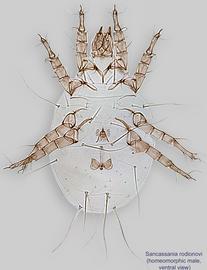  Fig. 9.  Sancassania rodionovi  homeomorphic male, ventral view. 