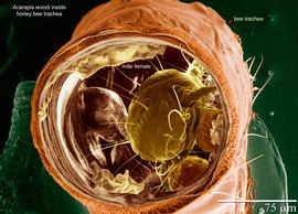  Fig. 6.  Acarapis woodi  female inside honey bee trachea; LT-SEM (digitally colorized) photo by Ron Ochoa amp; Gary Bauchan, USDA-ARS. 